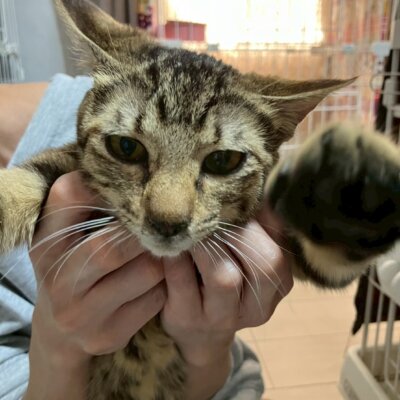 みくる【ちびびの森シェルター】