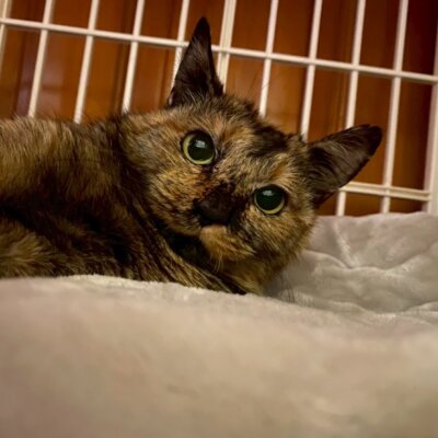 おひなさま【ちびびの森シェルター】