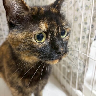 うめこ【ちびびの森シェルター】