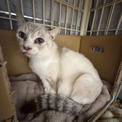 シモナ【ちびびの森シェルター】