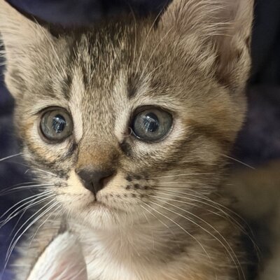 ナガモ【ちびびの森シェルター】