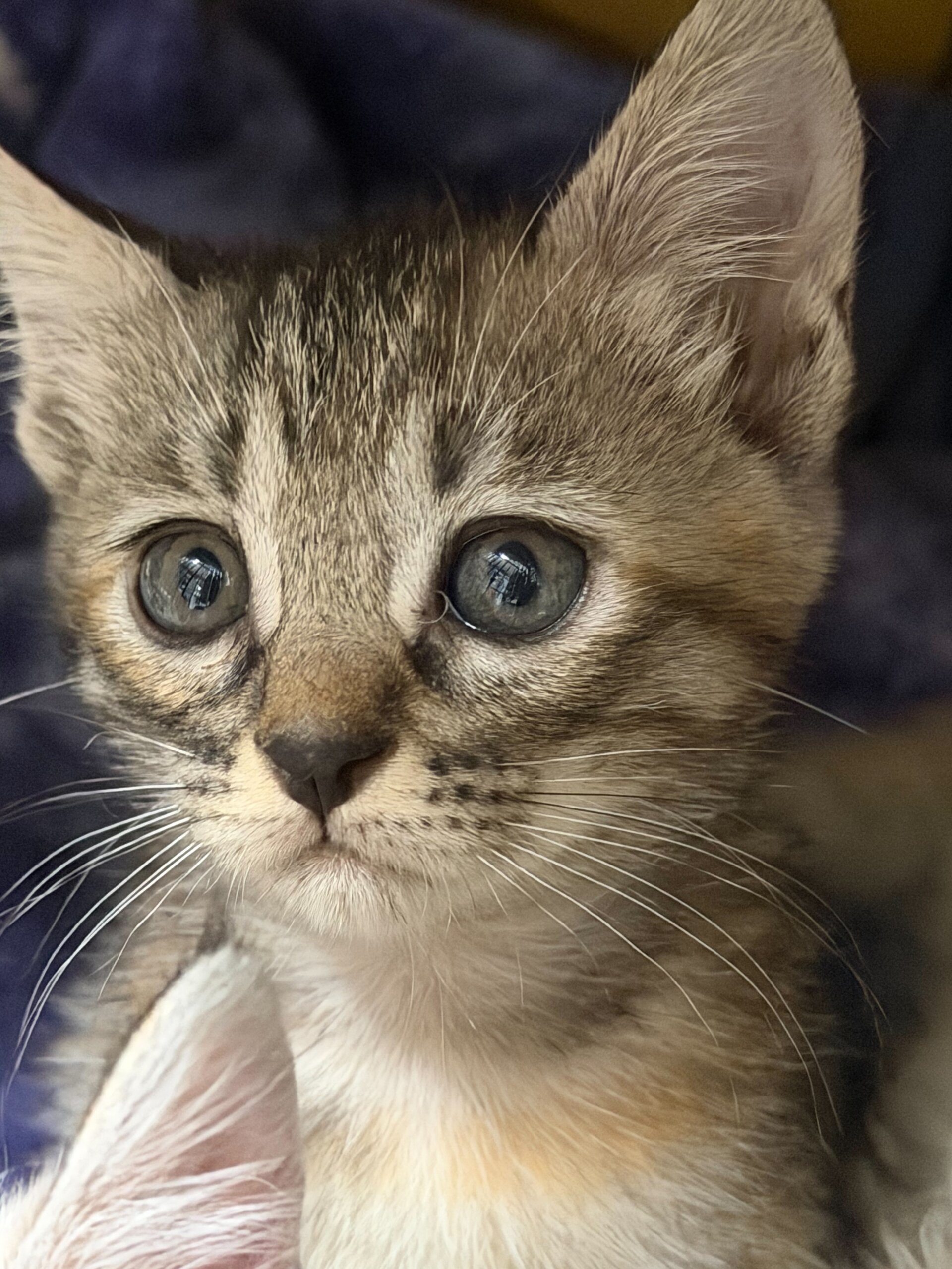 ナガモ【ちびびの森シェルター】 | ネコリパブリック｜日本の猫の殺 