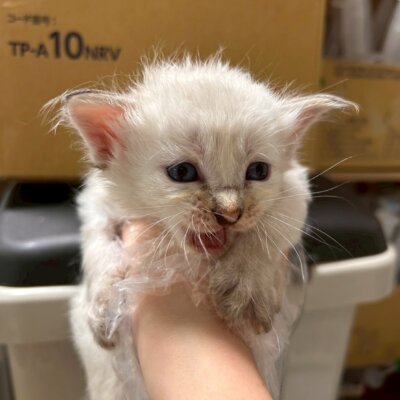 ことづー【ちびびの森シェルター】