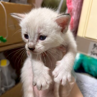 てつめい【ちびびの森シェルター】