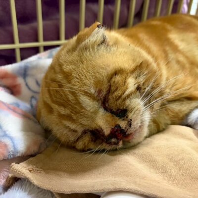 スコティ【ちびびの森シェルター】