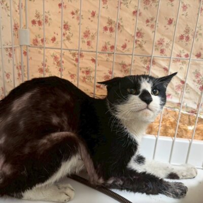 うし吉【ちびびの森シェルター】