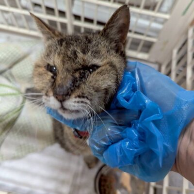 さくらこ【ちびびの森シェルター】