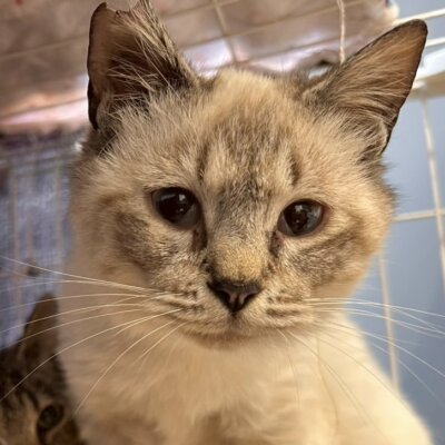 はむ太郎【ちびびの森シェルター】