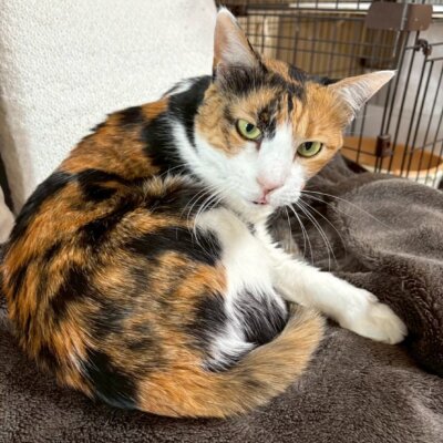 モモもち【飛騨】