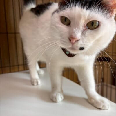 ミミ姫【飛騨】