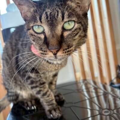 チビ太郎【飛騨】