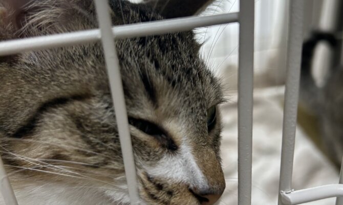 ダリア＆コスモスがトライアルスタート‼️