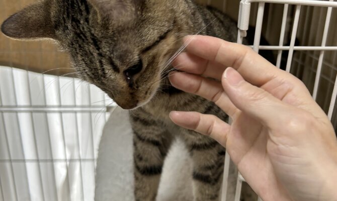 ダリア＆コスモスがトライアルスタート‼️