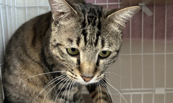 でっかい可愛いカブがトライアル開始です‼️