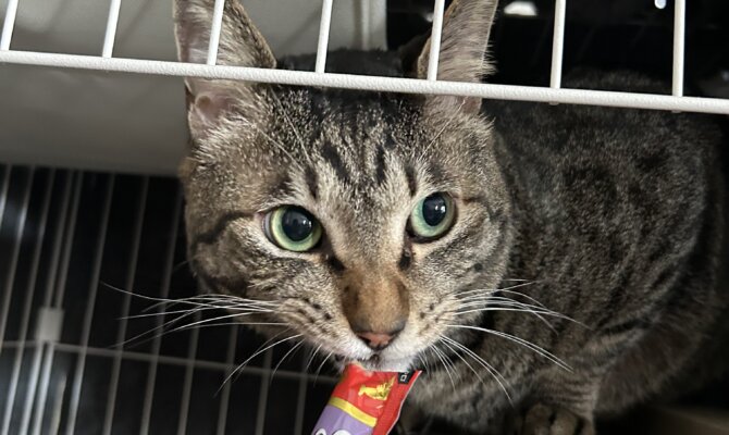 お茶の水店の【脱走名人】ゴンちゃんが、幸せの階段を登ります‼️