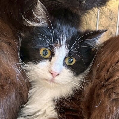 りぼんちゃん【ちびびの森シェルター】