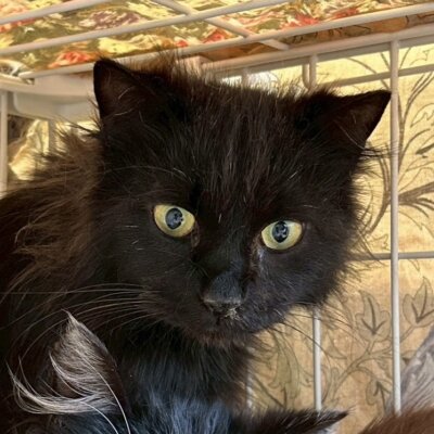 じゃじゃはむちゃん【ちびびの森シェルター】