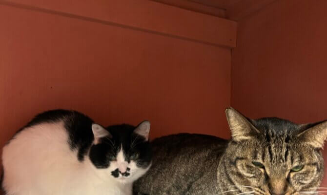 【お茶の水】〜ちゃんぽん〜