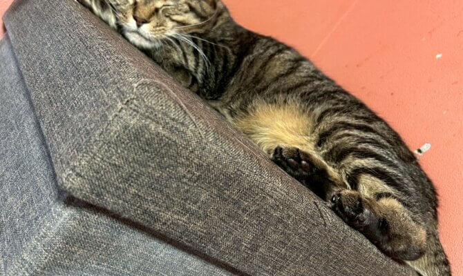 【お茶の水】〜ガーナ〜