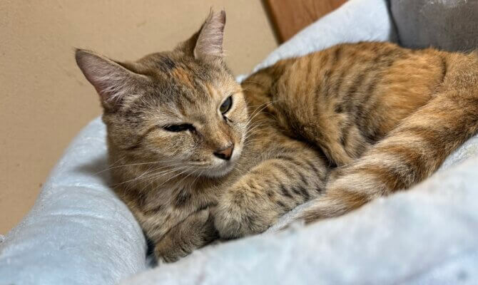 【お茶の水】〜クスクス〜