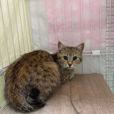 ジェラート【飛騨】