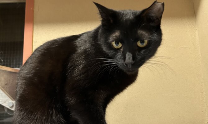 【お茶の水】〜ラプター〜