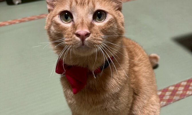 【お茶の水】〜マイティキック〜