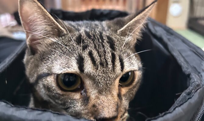 【お茶の水】〜ランカイ〜