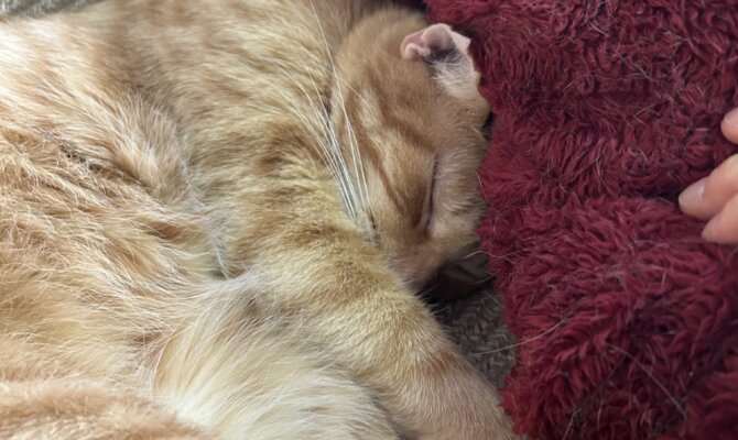 【お茶の水】〜ちゃお丸〜