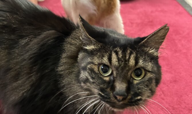 【お茶の水】〜おすし〜