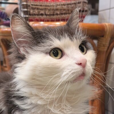                                 栗【大阪ねこ浴場】