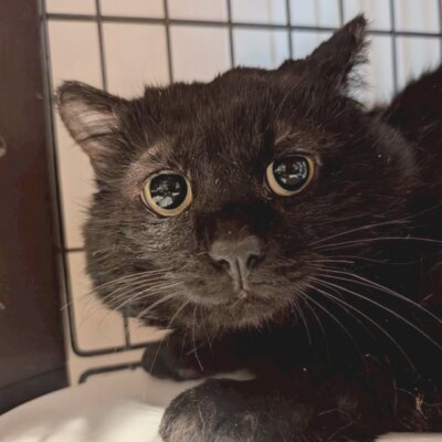 トワ【大阪ねこ浴場】