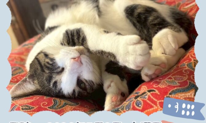 FC岐阜サンクスマッチにネコのバスがやってくる！親子で楽しめる保護猫譲渡会開催🐾