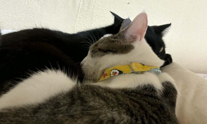 【お茶の水】〜ラブブ〜