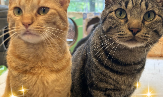 仲良しコンビ、シパ&パチャがトライアルへ出発！！