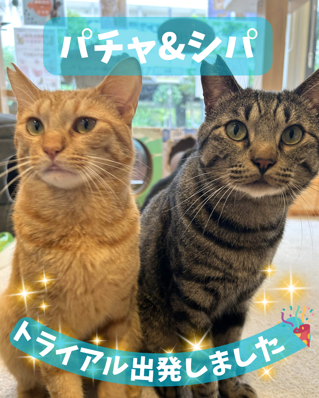 仲良しコンビ、シパ&パチャがトライアルへ出発！！ | ネコリパブリック