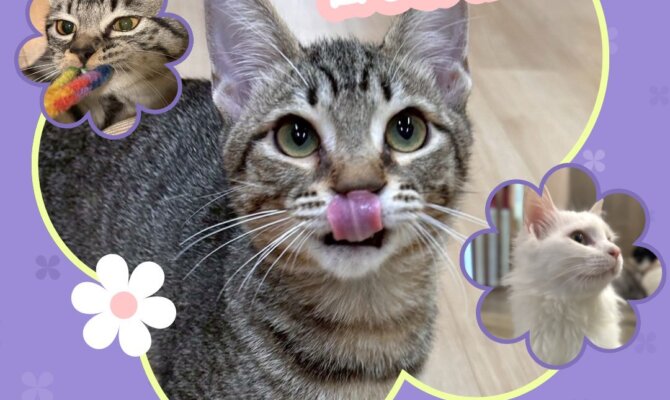 ネコ市ネコ座開催！猫好き必見のイベント＆保護猫譲渡会に遊びに来ませんか？名古屋吹上ホール🐾