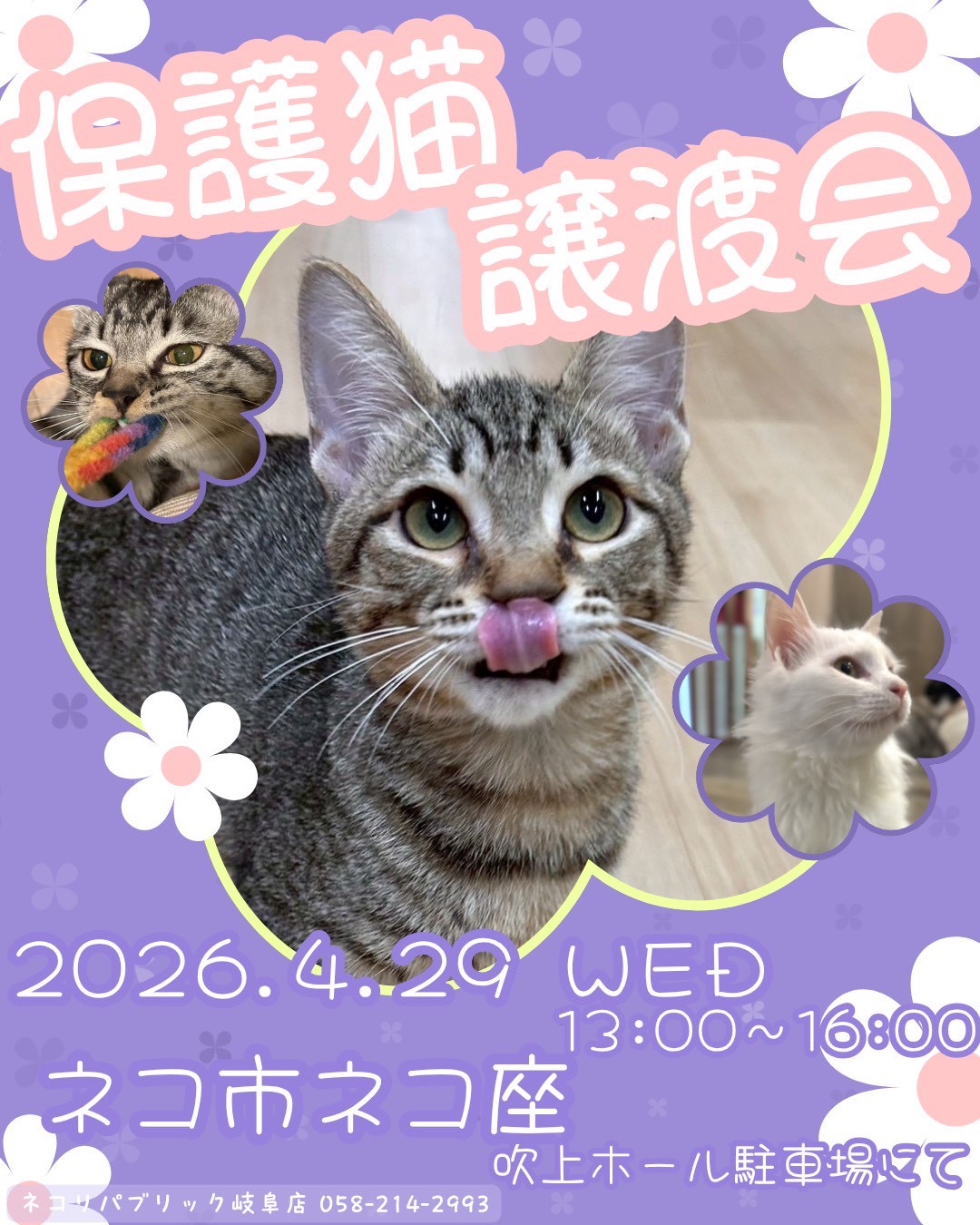 ネコ市ネコ座開催！猫好き必見のイベント＆保護猫譲渡会に遊びに来ませ
