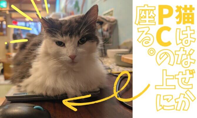 【大阪ねこ浴場】栗ちゃんはマイペース🌰