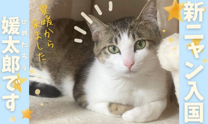 【大阪ねこ浴場】愛媛から新ニャンがやってきました🚩✨️