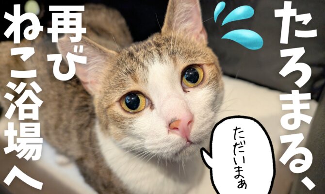 【大阪ねこ浴場】たろまる、ねこ浴場に再入国〜♨️