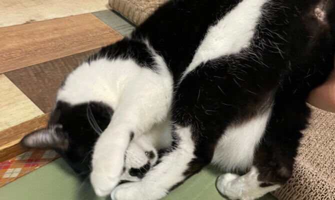 【お茶の水】〜藤りぼん〜