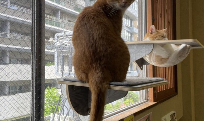 【お茶の水】〜ちゃお丸〜