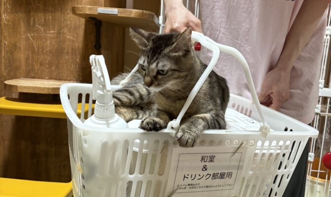 【お茶の水店】~デネブ~