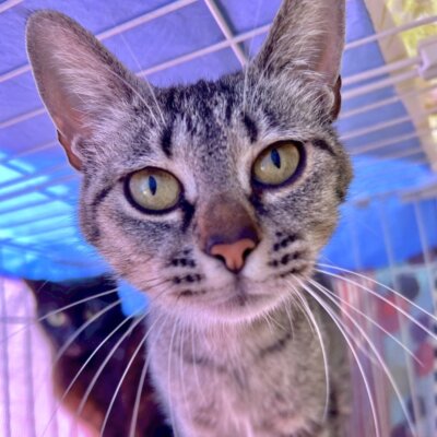 トラハムちゃん【ちびびの森シェルター】