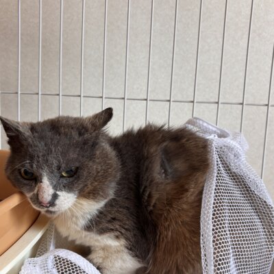 玉風【飛騨】