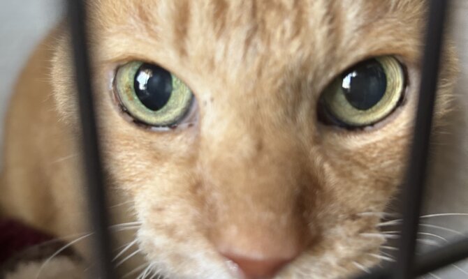 13歳おしゃべり島ちゃこくんトライアル開始‼️