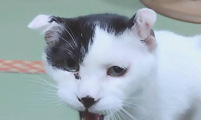 【お茶の水】〜こうや〜