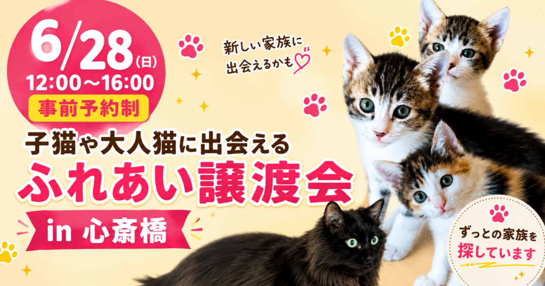 保護猫譲渡会 2026.6.28開催
