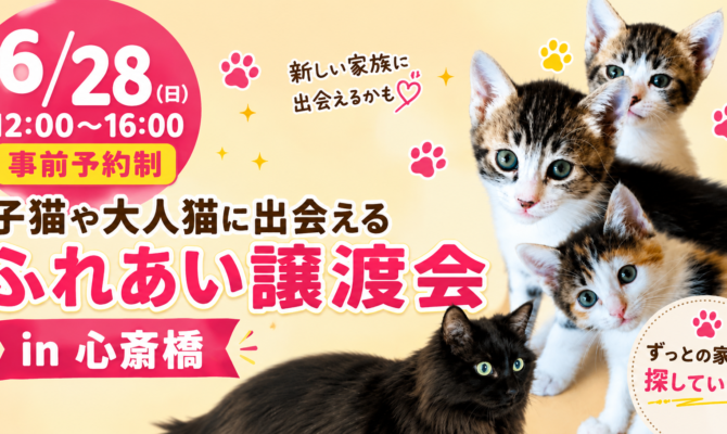【大阪・心斎橋】保護猫の譲渡会を開催！子猫から大人猫まで参加予定【事前予約制】